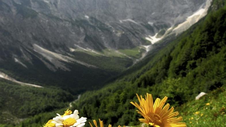 Na mednarodnem festivalu alpskega cvetja se bo zvrstilo več kot 40 dogodkov. (Fo