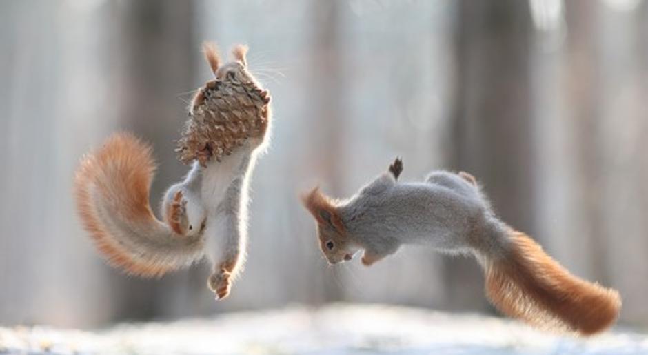 Veveričke | Avtor: Profimedias