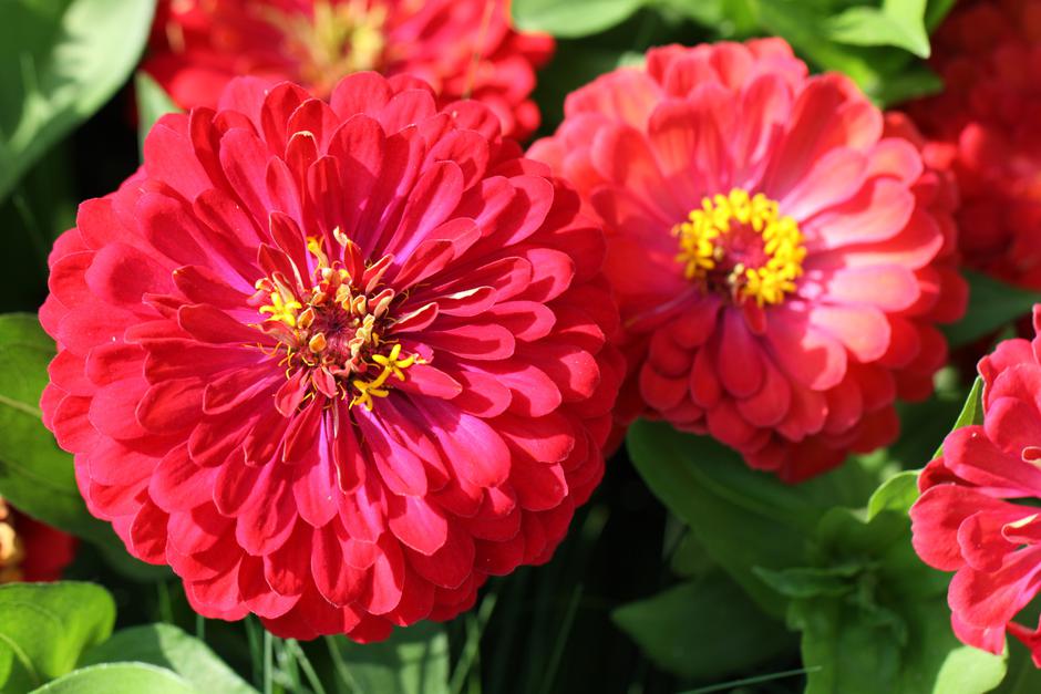 Cinije | Avtor: Profimedia