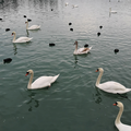 Zbiljsko jezero je priljubljeno zaradi številnih vodnih ptic, med njimi je več kot 100 labodov grbavcev.