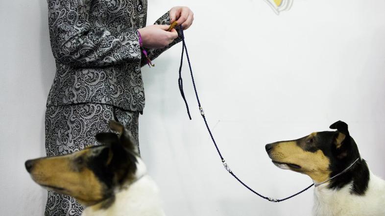 Pasja razstava v New Yorku