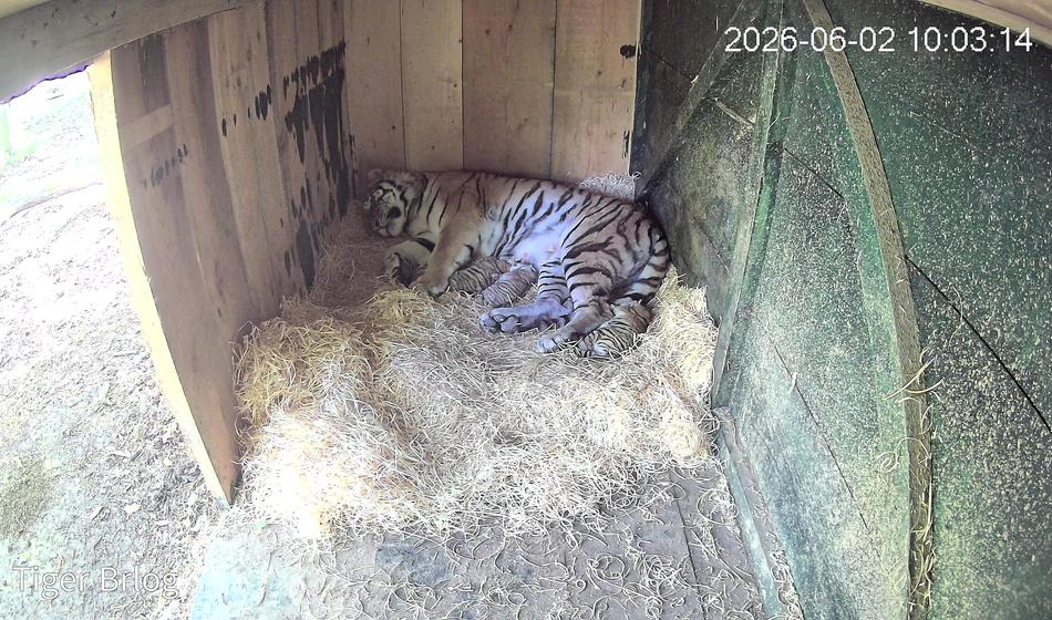 V ZOO Ljubljana veliko veselje: Skotili so se trije mladiči sibirskega tigra