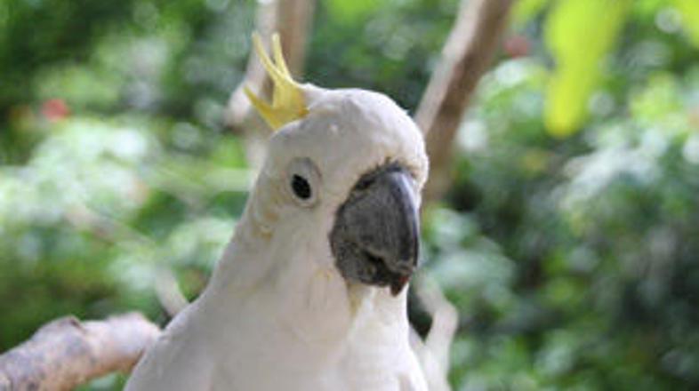 Tiskovni predstavnik je opozoril, da kakaduji ne bodo poškodovani.