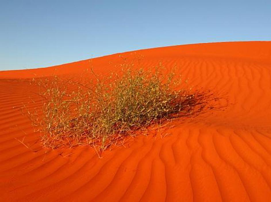 Lepa, a vroča in nevarna!