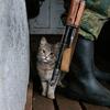 mačka maček vojna vojak orožje Ukrajina