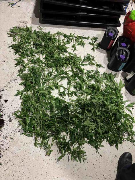 prostor za gojenje konoplje hišna preiskava