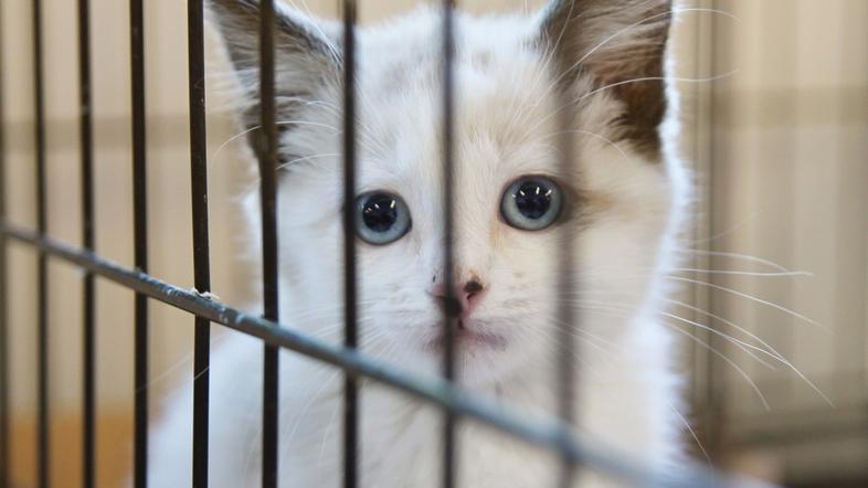 zivljenje 17.12.13. macka, foto: shutterstock