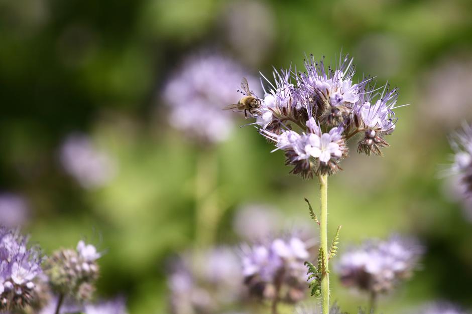 vrt | Avtor: Profimedia