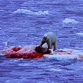 Severni medved je življenjsko odvisen od ledenih plošč, na katerih lovi svojo gl