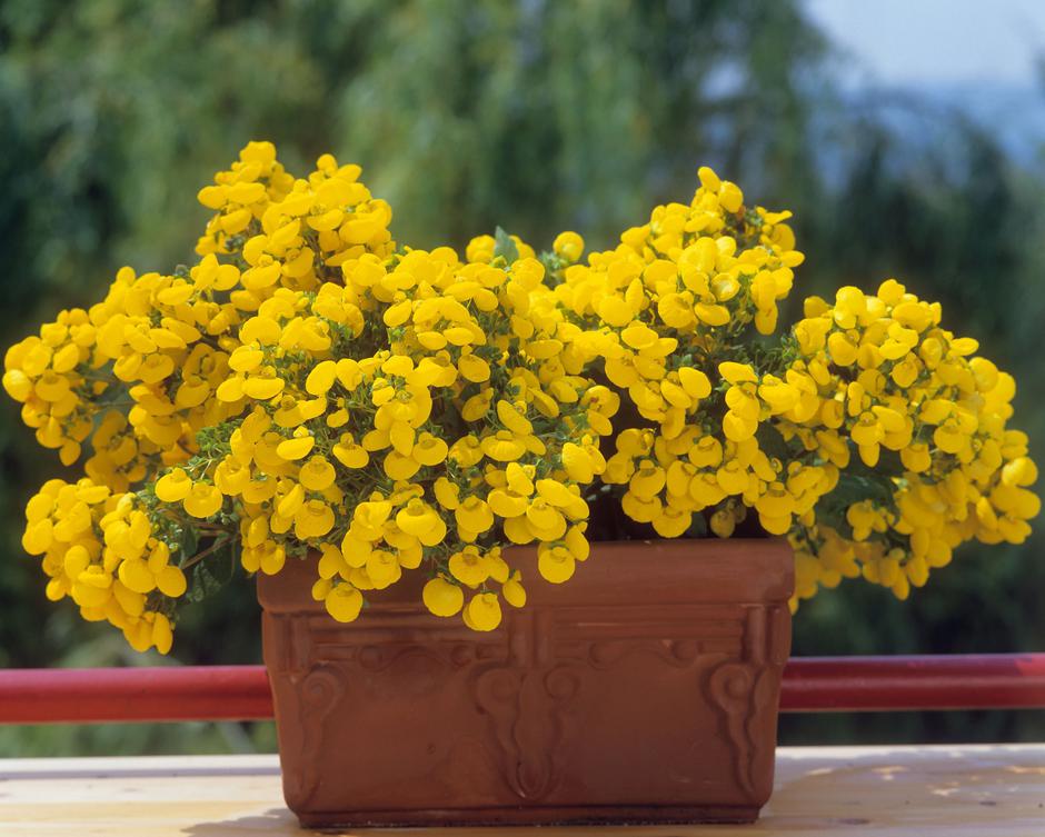 lepi čeveljčki | Avtor: Profimedia