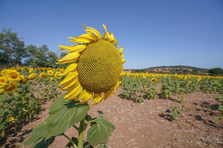 Vreme, vročina, suša, sončnica | Avtor: Profimedia