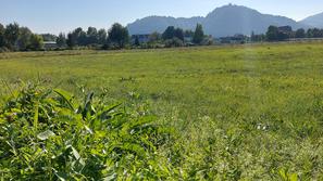 Zlato polje v Kranju