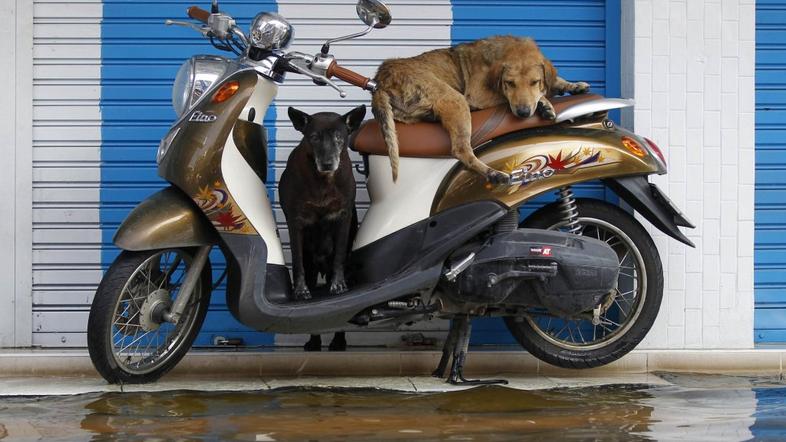 Živali v Bangkoku