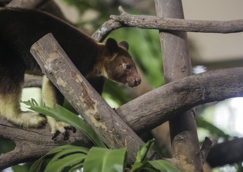 Drevesni panda | Avtor: EPA