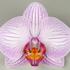 Phalaenopsis