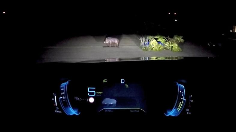 AMZS, ADAC trk avta z  divjo svinjo, trk z živaljo, divji prašič, divja svinja