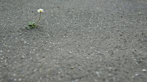 rožica iz asfalta