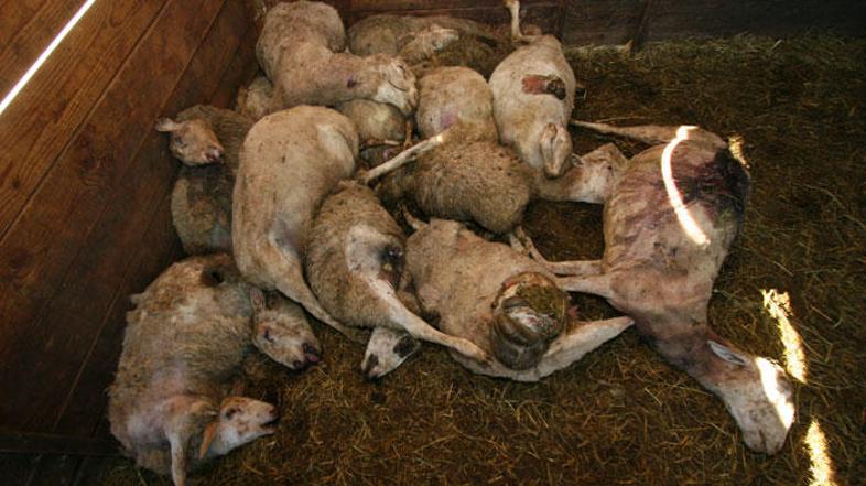 Fotografija je simbolična. (Foto: Dare Čekeliš)