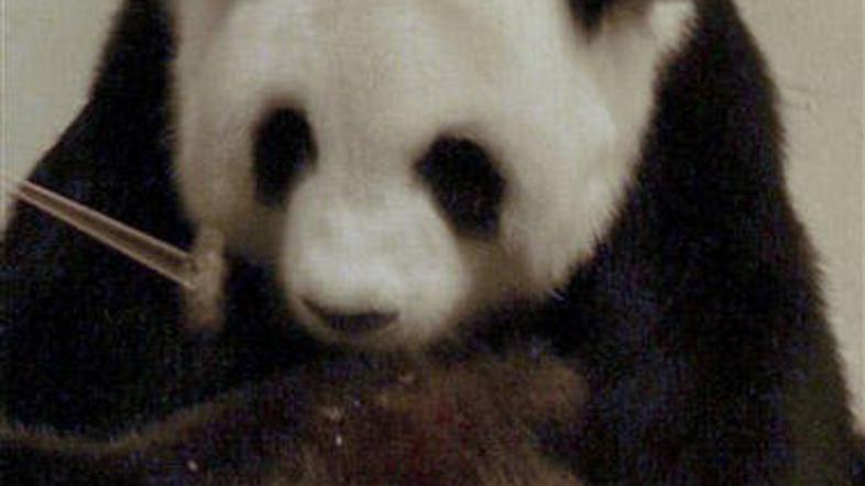 Za skrbnike živali v tajskem živalskem vrtu je bilo rojstvo pande pravo preseneč
