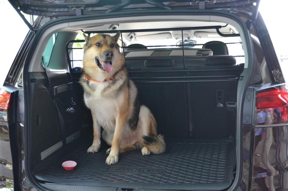 Pasji avtomobilski salon