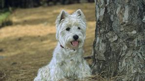 Beli višavski terier