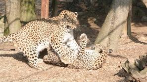 Perzijski leopard.