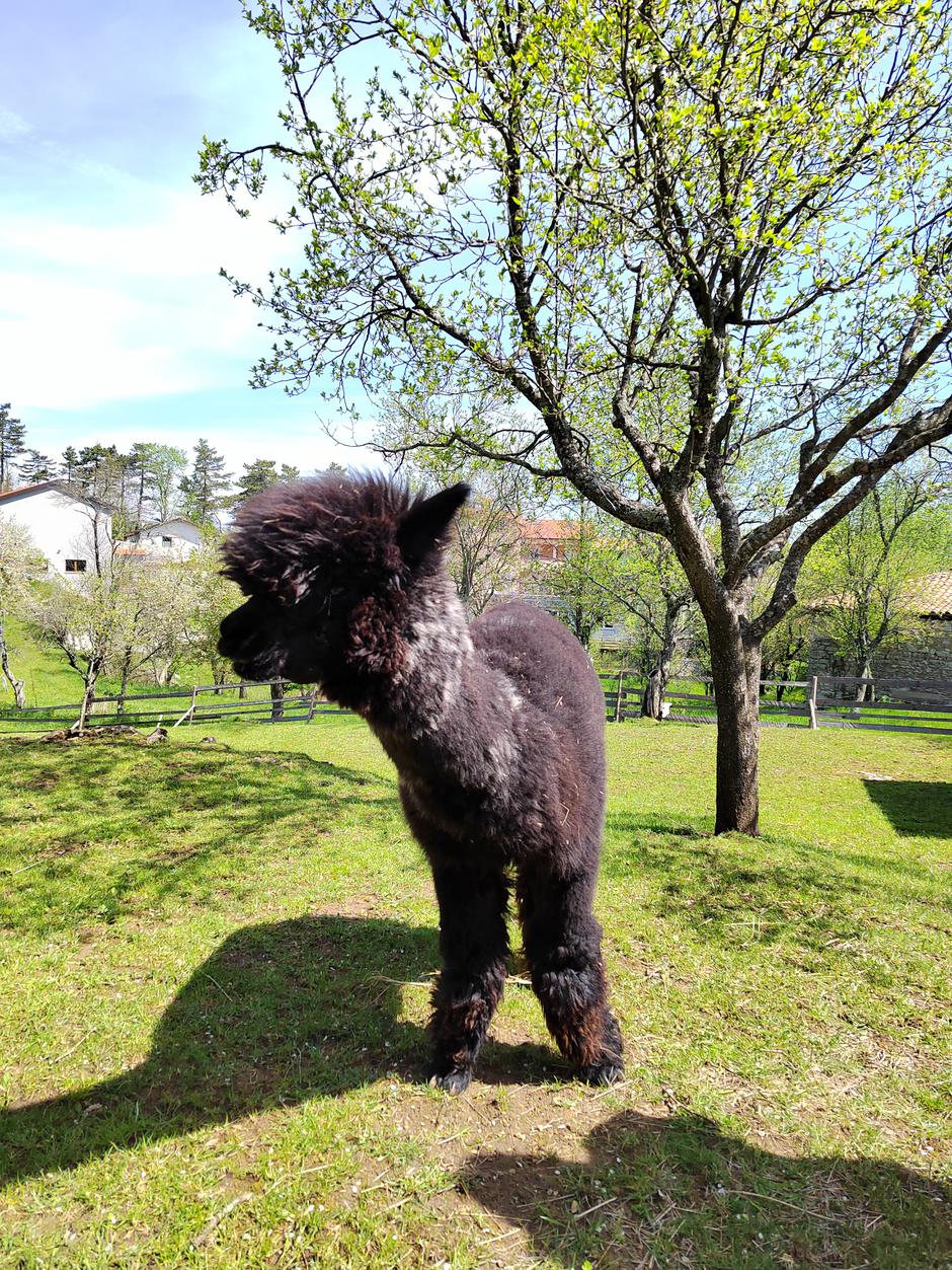 Alpaka Ranč Primorska | Avtor: Žurnal24 