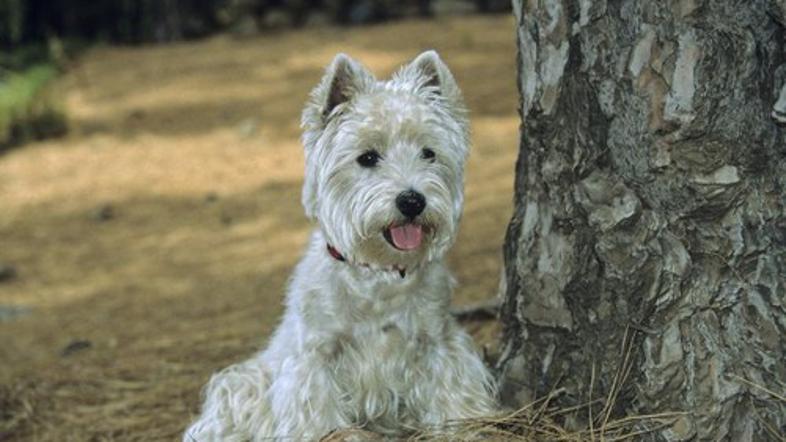 Beli višavski terier