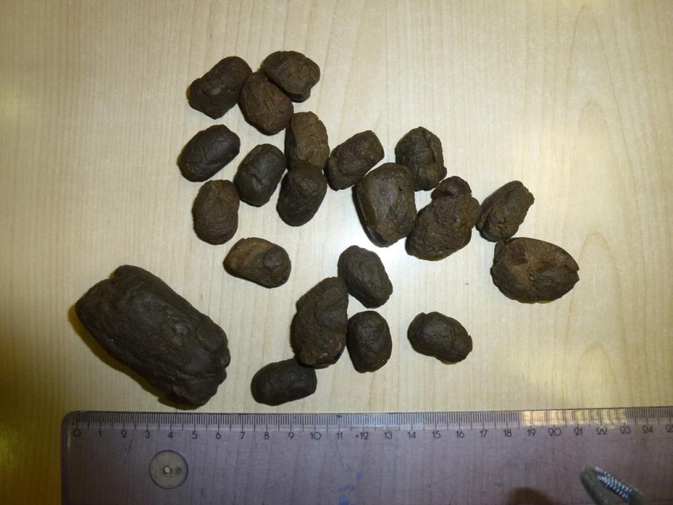 Zaseg hašiša na Zavrču