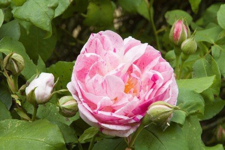 Burbonka | Avtor: Profimedia