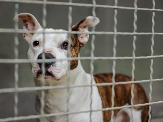 Zavetišče za živali Maribor