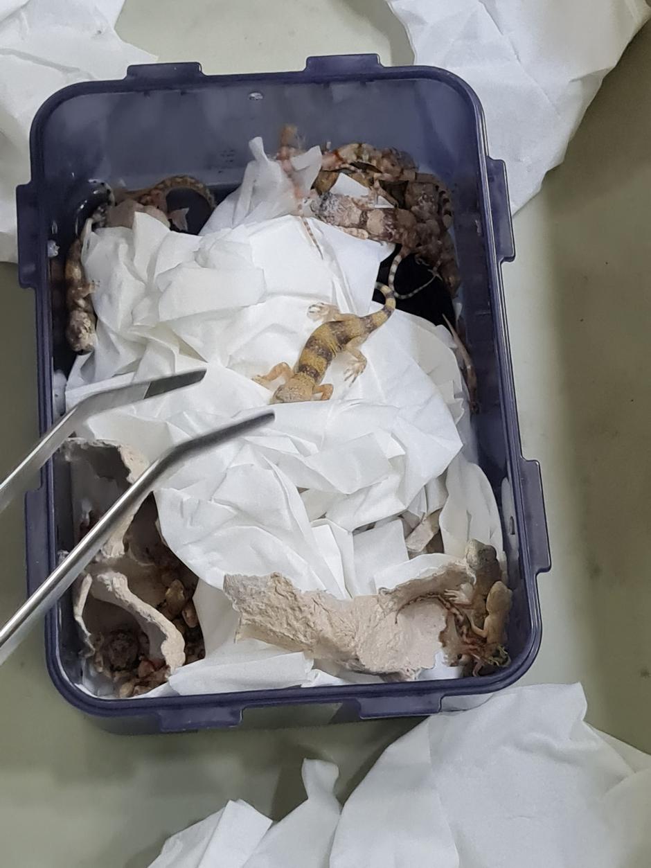 gekoni in kače v prtljagi | Avtor: Profimedia