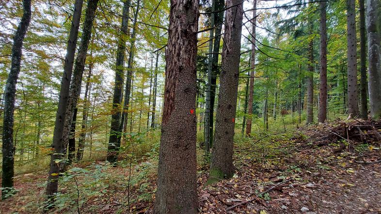 Podlubnik, lubadar, oznaka za sečnjo, gozd