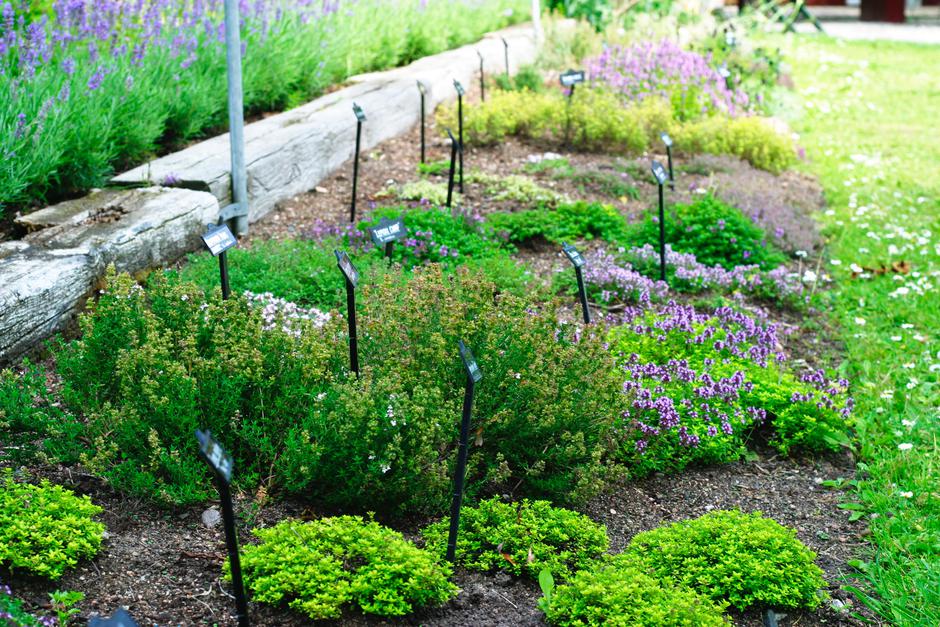 zeliščni vrt | Avtor: Profimedia