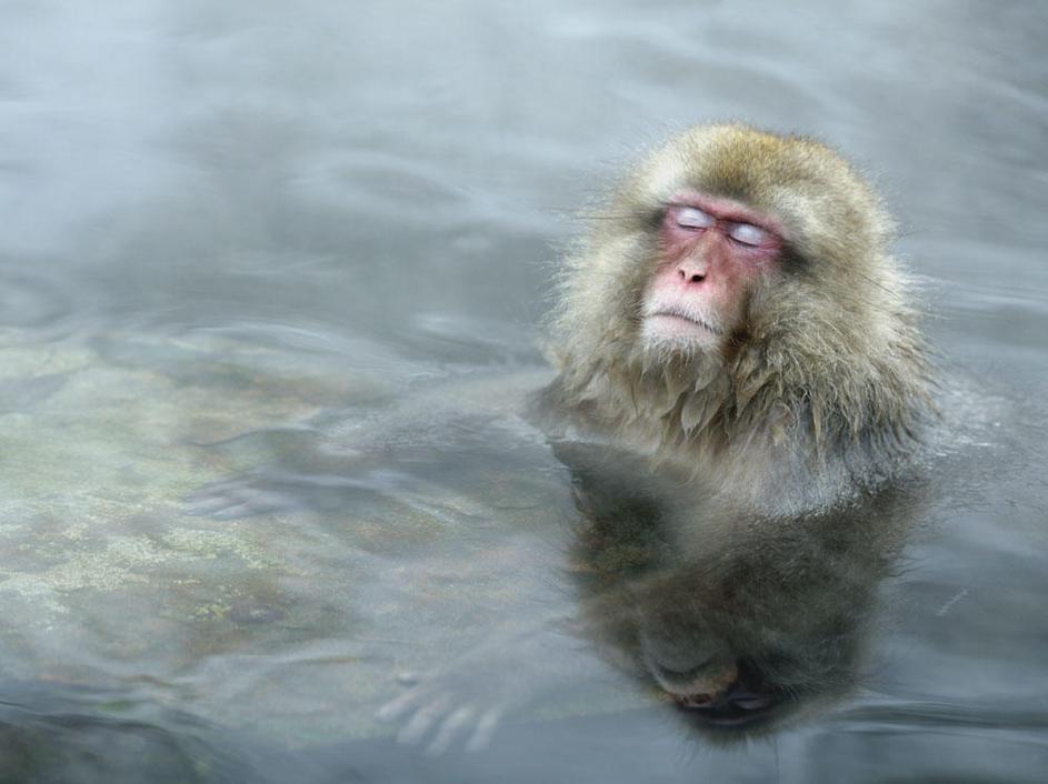 Japonski makaki v toplih vrelcih