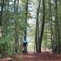 Kolesarjenje v gozdu, kolesar