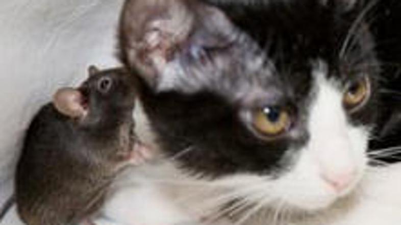 Miši naj bi bile odgovorne za požar, ki je ubil 100 mačk.