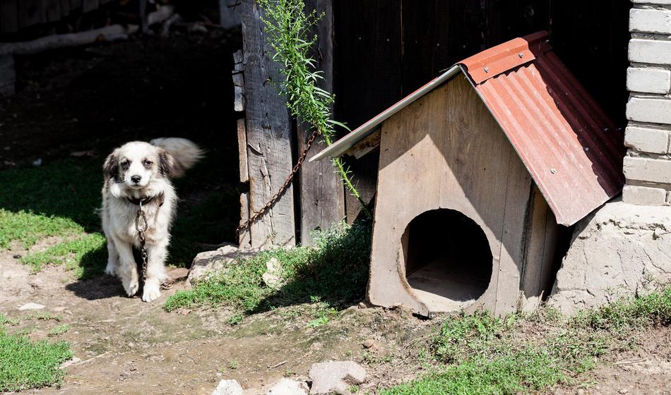 Lastniki psov, pozor! Od danes naprej je to prepovedano ...