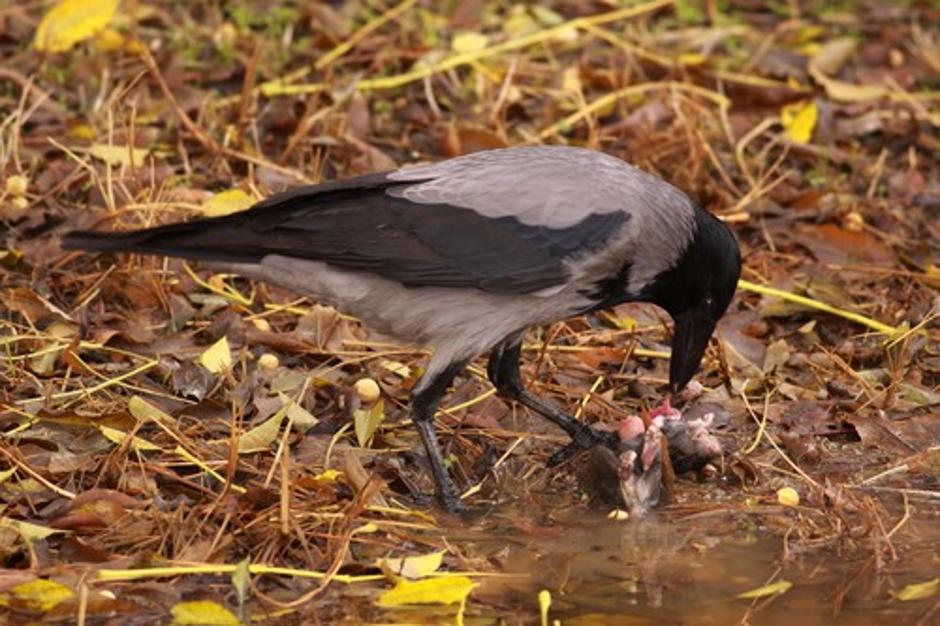 siva vrana (Corvus cornix) | Avtor: Profimedias