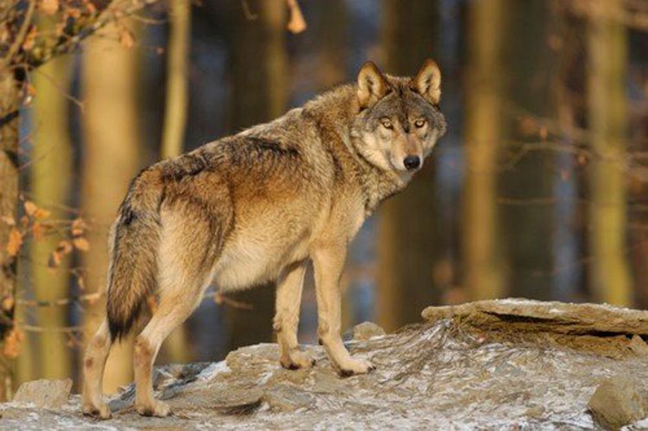 Volk | Avtor: Profimedia