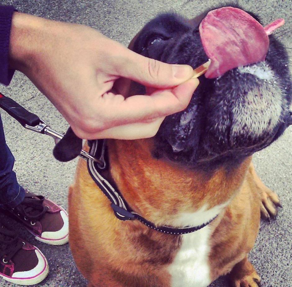 Zdrav pasji svet | Avtor: Osebni arhiv Katja Šneler