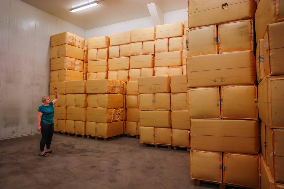 obiranje hmelja | Avtor: Saša Despot