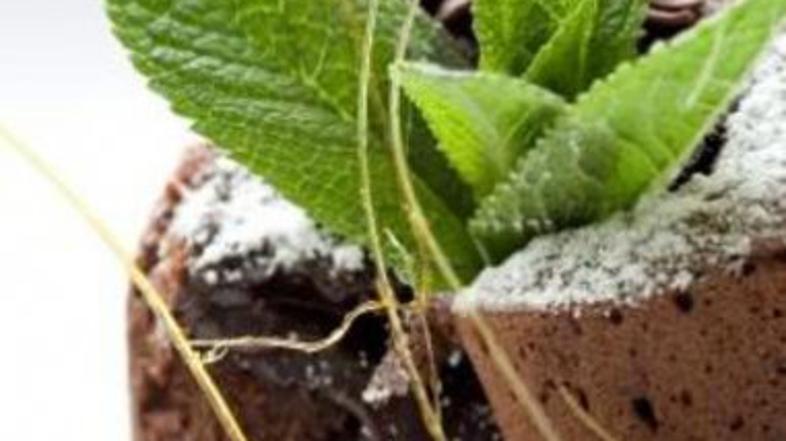 (Foto: Shutterstock)