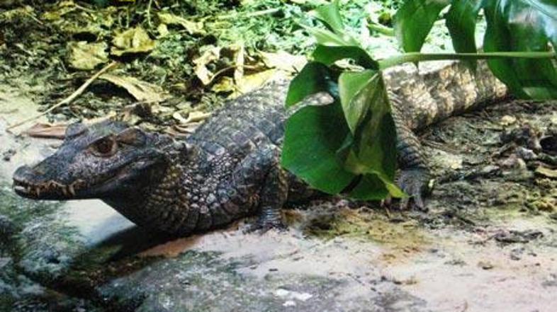 Ko se bosta Paleo in Suchus naučila vsega, kar ima njuna oskrbniška ekipa v načr