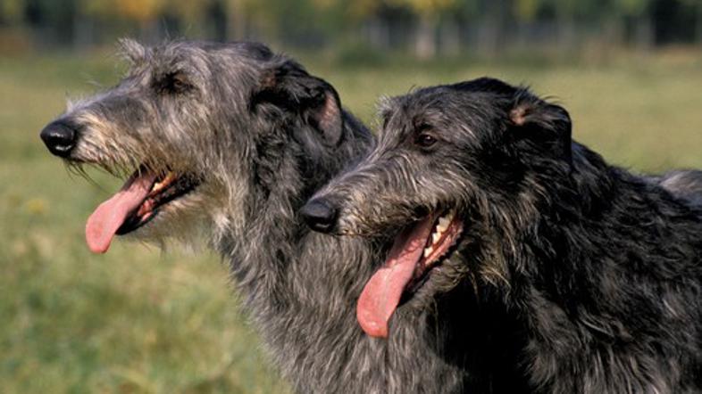 Škotski jelenar, Scottish Deerhound