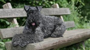 Kerryjski modri terier