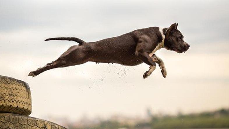 Ameriški pit bull terier