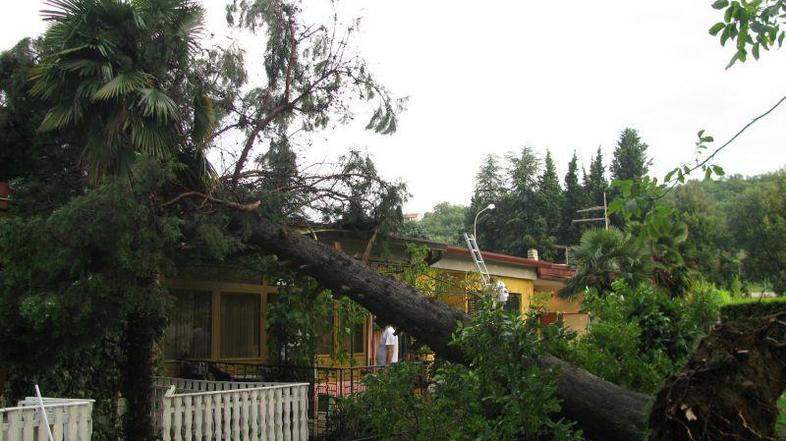 Zaradi neurja bo treba posekati 437.000 kubičnih metrov poškodovanega drevja, to