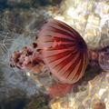 Plavalcem nevarna meduza kompas. Fotografijo je v Poreču včeraj posnel naš brale