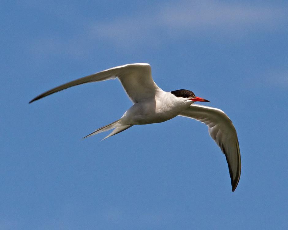 Navadna čigra | Avtor: Uprava RS za varno hrano, veterinarstvo in varstvo rastlin